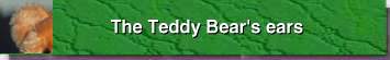 the Teddy Bear's ears