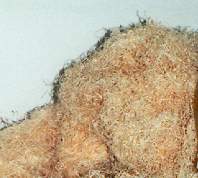 Excelsior for Teddy Bears