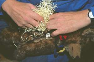 Filling a Teddy Bear